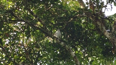 Cotinga amabilis