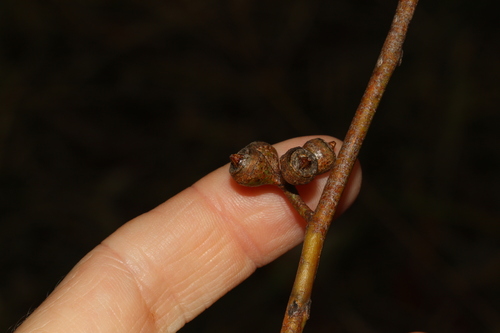 Image of Eucalyptus interstans by (c) Greg Tasney, some rights reserved (CC BY-SA)