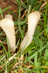 Clavaria acuta