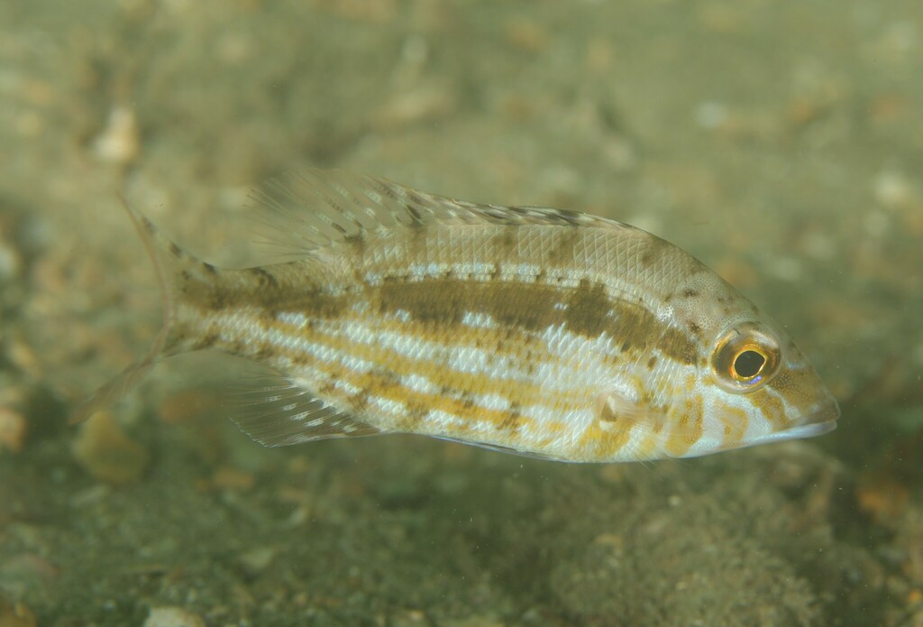 Threadfin Emperor from Sydney NSW, Australia on May 14, 2023 at 0150