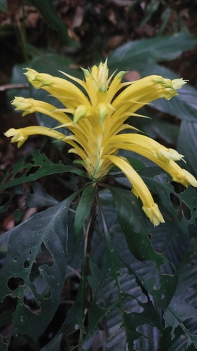 Aphelandra chamissoniana (Aphelandra chamissoniana)