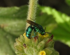 Temnosoma