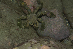 Camposcia retusa