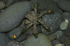 Camposcia retusa