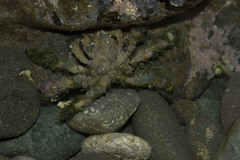 Camposcia retusa