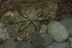 Camposcia retusa