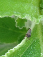 Macugonalia cavifrons