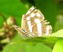 Dynamine postverta mexicana