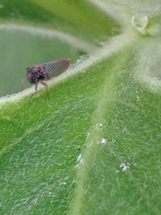 Macugonalia cavifrons