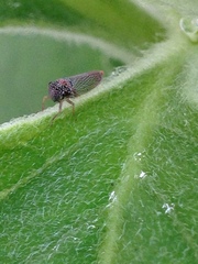 Macugonalia cavifrons