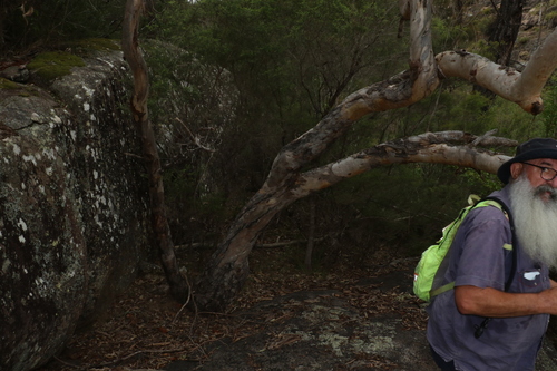 Image of Eucalyptus interstans by (c) Greg Tasney, some rights reserved (CC BY-SA)