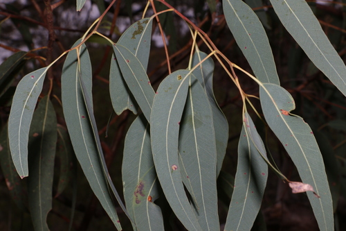 Image of Eucalyptus interstans by (c) Greg Tasney, some rights reserved (CC BY-SA)