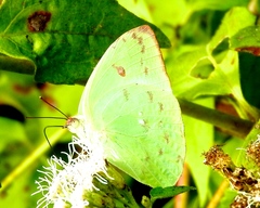 Aphrissa statira statira