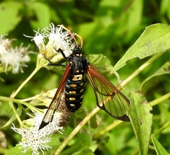 Isanthrene perboscii