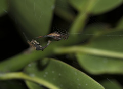 Arachnura melanura