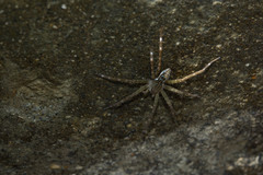 Dolomedes mizhoanus