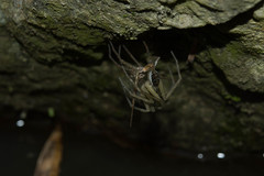 Dolomedes mizhoanus