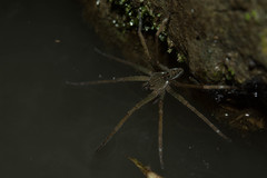 Dolomedes mizhoanus