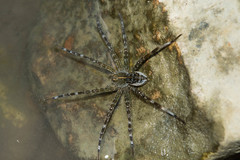 Dolomedes mizhoanus