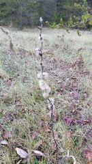 Liatris aspera