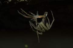 Dolomedes mizhoanus