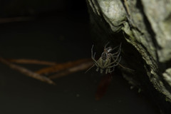 Dolomedes mizhoanus