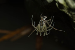 Dolomedes mizhoanus