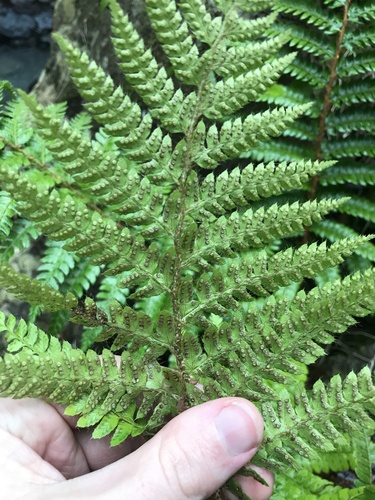 Image of Polystichum polyblepharon by no rights reserved