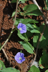 Convolvulus siculus image