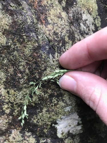 Image of Poa acroleuca by no rights reserved