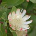 Protea madiensis - Photo (c) jordivanoort, μερικά δικαιώματα διατηρούνται (CC BY-NC), uploaded by jordivanoort