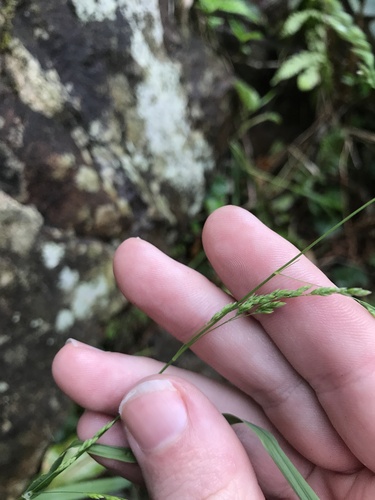 Image of Poa acroleuca by no rights reserved