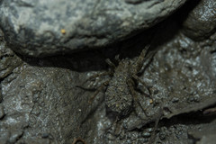 Pardosa jambaruensis