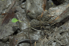 Pardosa jambaruensis