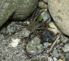 Pardosa jambaruensis