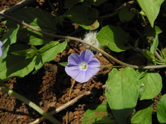 Convolvulus siculus image