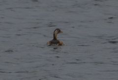 Tachybaptus ruficollis