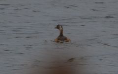 Tachybaptus ruficollis