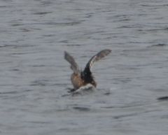 Tachybaptus ruficollis