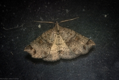 Lithilaria proestans