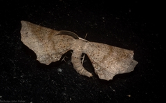 Parepisparis multicolora