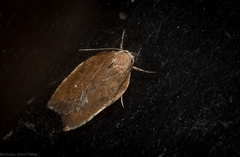 Arachnographa micrastrella