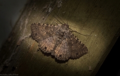 Diatenes aglossoides