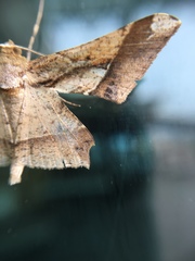 Krananda latimarginaria