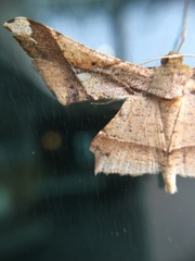 Krananda latimarginaria