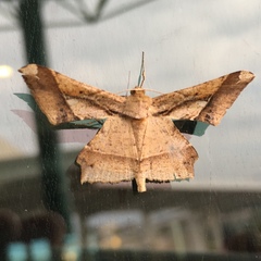 Krananda latimarginaria