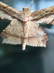 Krananda latimarginaria