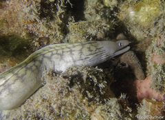 Western Moray photo 2