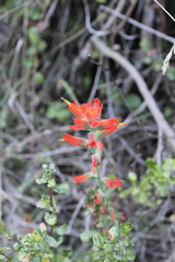 Castilleja subinclusa