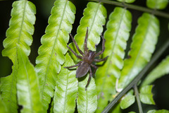 Thelcticopis severa